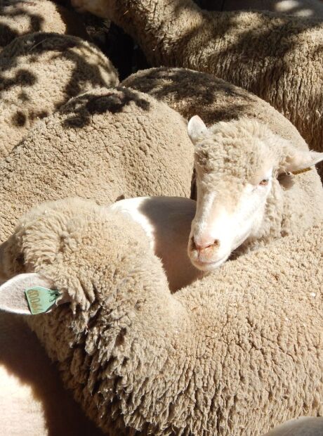 Fazenda na Argentina trocou 3.500 ovelhas por uma reserva com mais de 3.000 guanacos