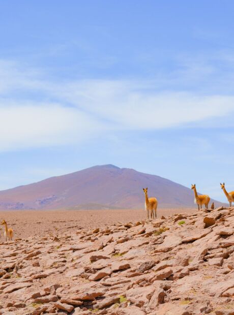 J&aacute; foi um dos maiores lagos do mundo, mas hoje se transformou em um deserto