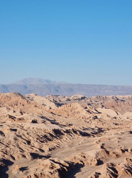 Logo ap&oacute;s chuvas inesperadas, o deserto mais seco da Terra est&aacute; nasce coberto de flores
