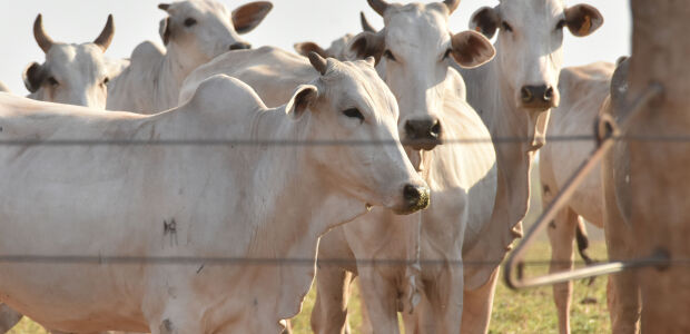 Pecuaristas de MS v&atilde;o contra novas exig&ecirc;ncias da Uni&atilde;o Europeia para carne exportada