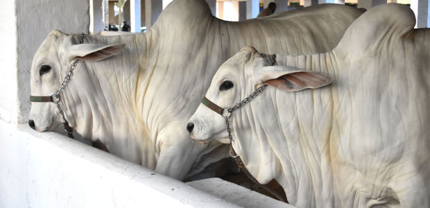 Expogrande 2026 &eacute; a maior da hist&oacute;ria de MS e movimenta R$ 854,5 milh&otilde;es