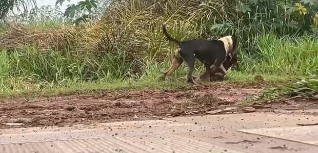 'Pitbulls &agrave; solta' fazem nova v&iacute;tima e voltam a tirar a paz de moradores; v&iacute;deos