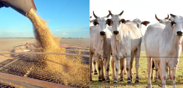 Produ&ccedil;&atilde;o do agro de MS cresce e &eacute; avaliada em R$ 83,4 bilh&otilde;es
