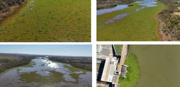 Imasul atrela plantas aqu&aacute;ticas do Mimoso a esgoto de megaf&aacute;brica
