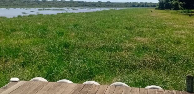 Polu&iacute;da por f&aacute;brica de celulose, &aacute;gua do Mimoso &eacute; impr&oacute;pria at&eacute; para pecu&aacute;ria