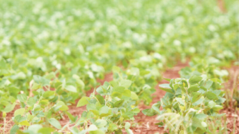 Plantio da soja avança em Mato Grosso do Sul