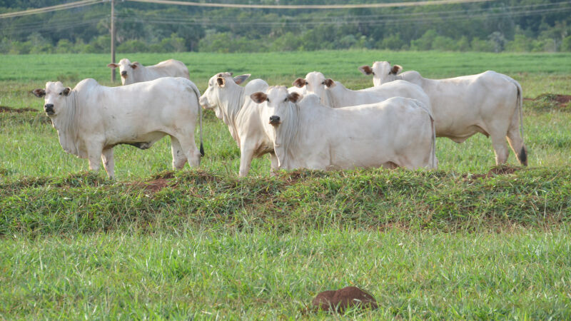 Mato Grosso do Sul amplia em 32% exportações de proteínas animais