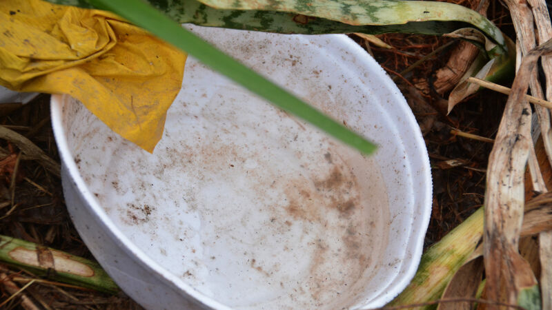 Vetor também da Dengue e Zika, o Aedes aegypti é responsável por transmitir também a Chikungunya, com sintomas que costumam ser mais avassaladores