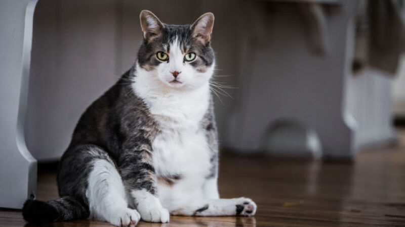 dicas e cuidados com gatos diabeticos