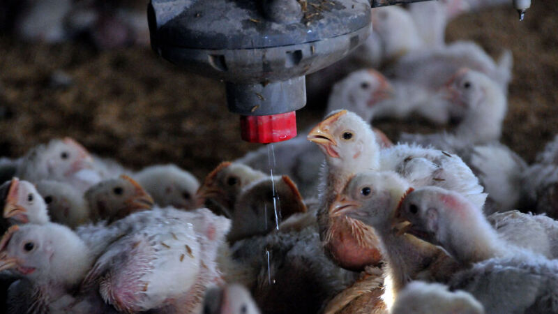 China responde por cerca de 13% das exportações totais de carne de frango do Brasil.