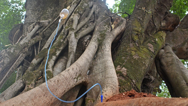 Soro com medicamentos foram injetados em figueiras centenárias no centro de Campo Grande para tratamento 