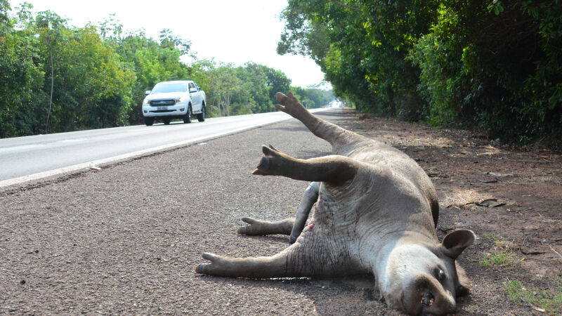 Anta encontrada morta no mês de junho na BR-262 com diversos ferimentos 