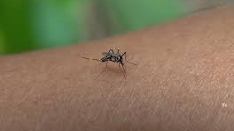 Mosquito transmissor da dengue 