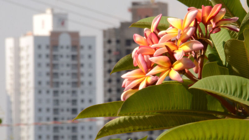 Primavera será extremamente quente, abafada e calorenta, com temperaturas altíssimas