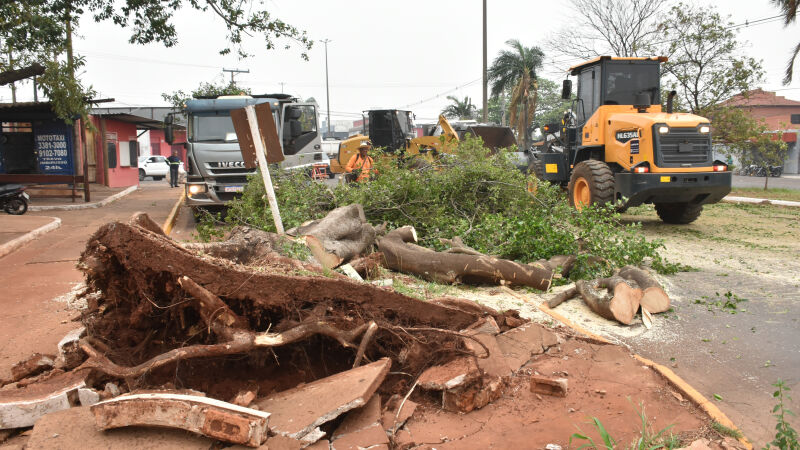 Arvore caiu na avenida e deixou o trânsito interrompido