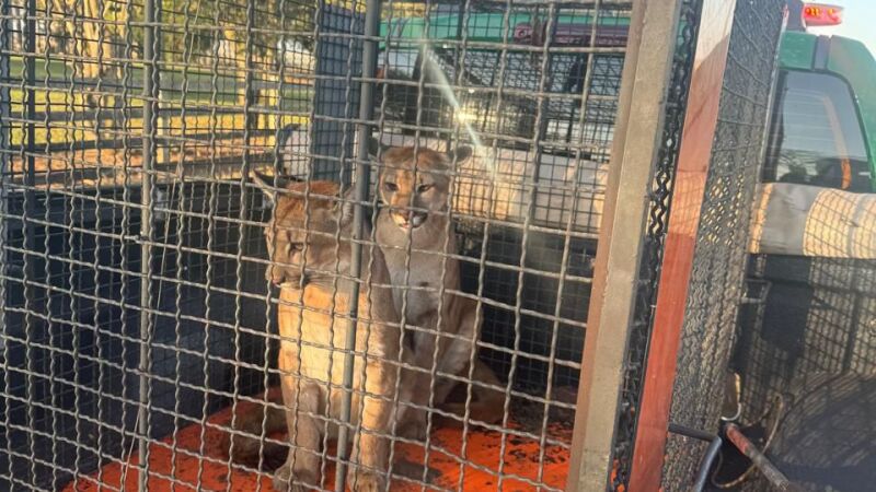 Os animais foram levados ao Cras de Campo Grande, onde receberão tratamento de saúde e e reabilitação á natureza. 