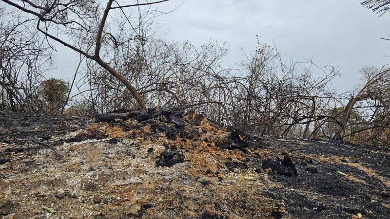 Área por onde o fogo passou no Pantanal de MS, pelos novos dados, foram 1,4 milhão devastados