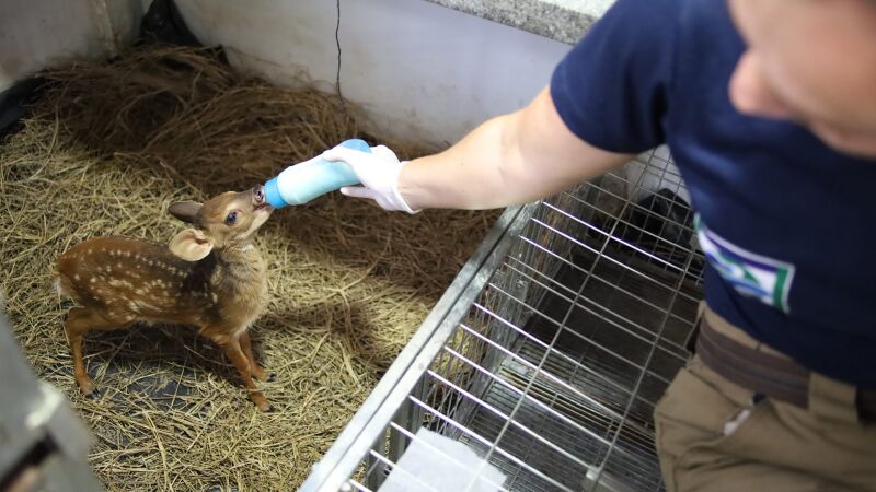 Filhote de veado é um dos animais que passam pela reabilitação do Hospital Ayty