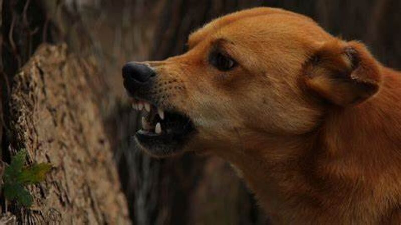 Transmissão canina da raiva já uma das principais vias de infecção humana