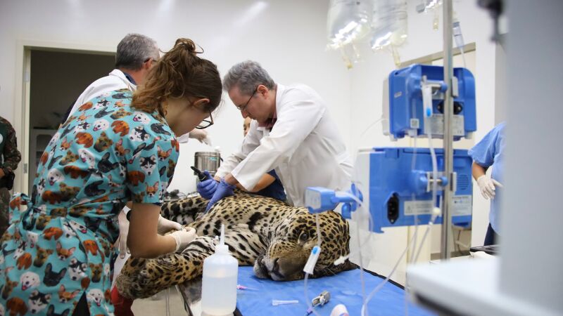 Vítima das queimadas no Pantanal, Antã passou quase um mês em tratamento em busca da recuperação até óbito nessa semana