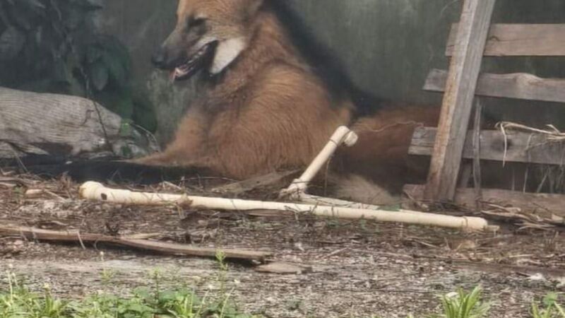 O lobo-guará foi capturado pela PMA e está bem de saúde. 