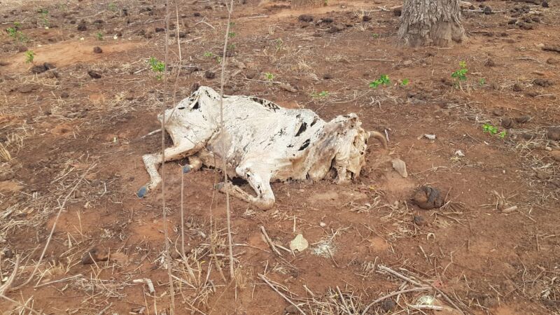 Carcaças de bonivos foram encontrados na fazenda 