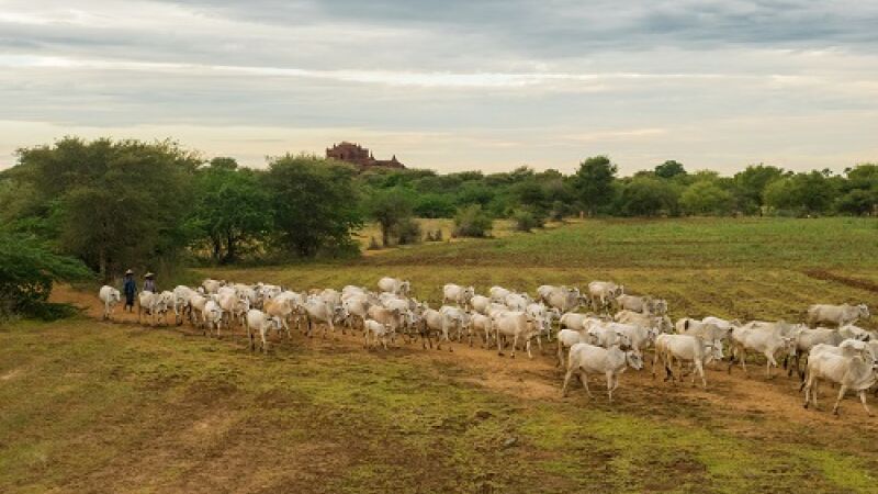 Estudo mostra eficiência da pecuária em capturar mais carbono do que emitir