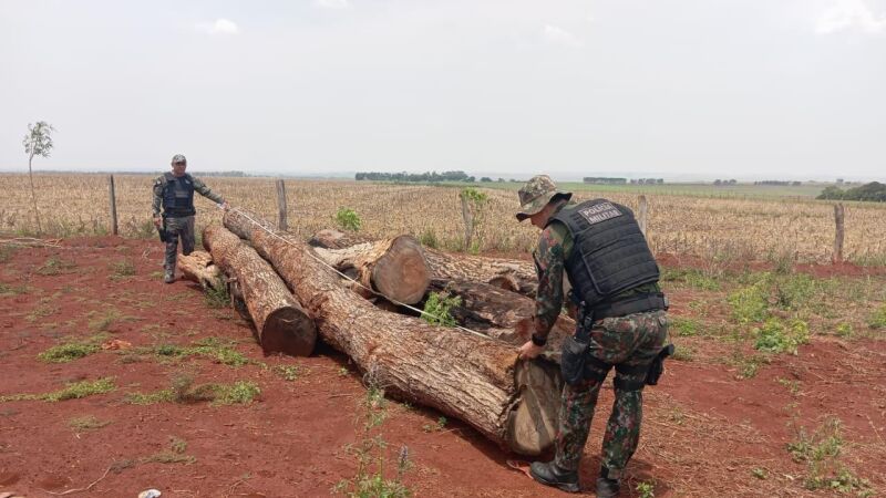 Arvores nativas do Cerrado e da Mata Atlântica foram encontrados em uma madereira 