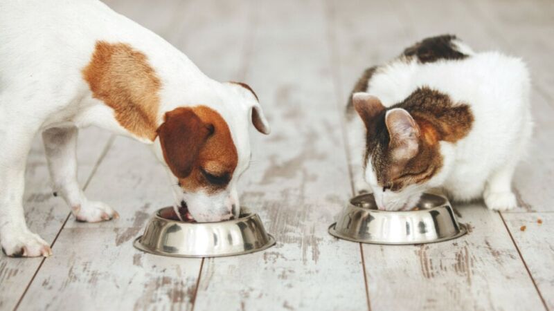 Pet B+: Escolhas alimentares erradas comprometem a saúde dos pets