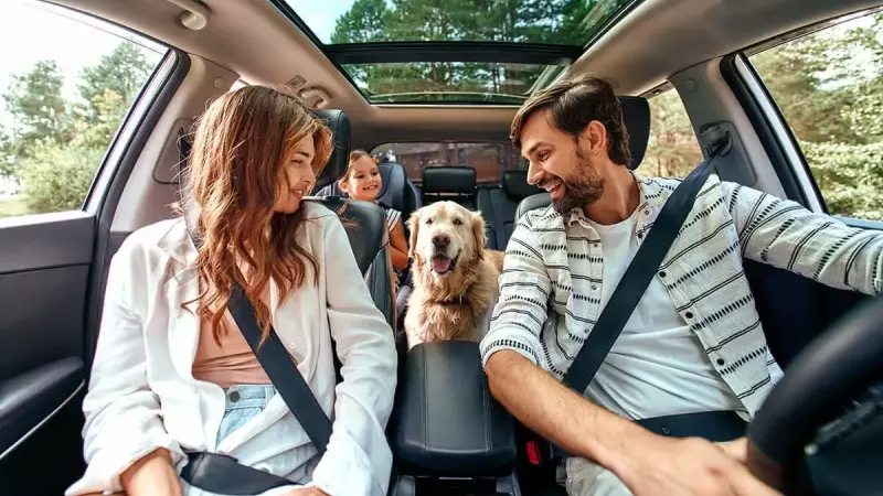 Para viagens de carro, além da documentação sanitária, é necessário utilizar cinto de segurança adequado ou caixas de transporte, a fim de prevenir acidentes