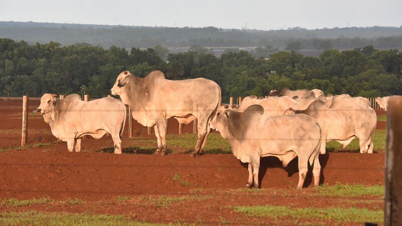 Alta no valor do arroba também deverá impactar os preços da carne 