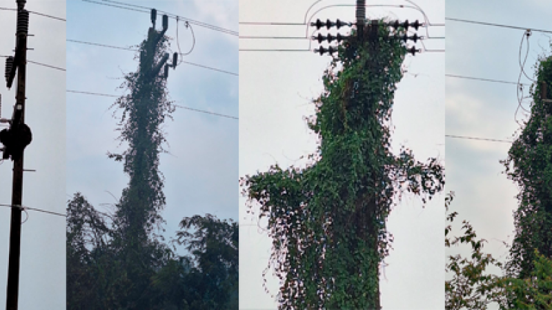 Vegetação toma conta de uma série de postes da rede de energia ao longo da Estrada Parque, próximo ao Passo do Lontra