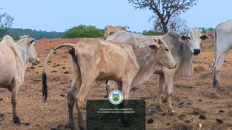 Proprietário rural deverá pagar R$80 mil por deixar bovinos 'para morrer'