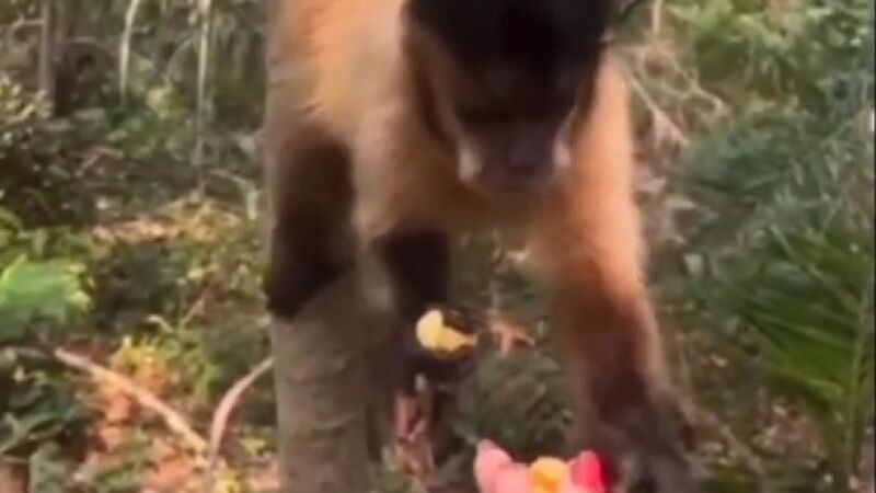 Mulher alimenta macaco com 'fandangos' e pode ser presa; veja vídeo