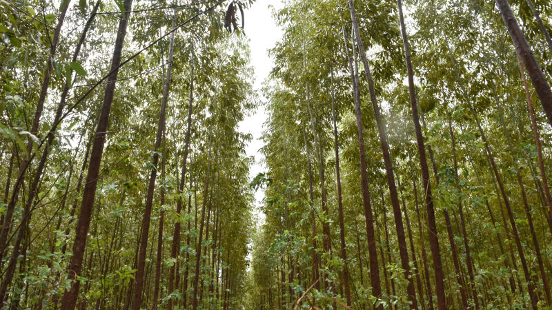 O governo de Mato Grosso do Sul confirmou o investimento de US$ 4 bilhões (R$ 25 bilhões) na construção de uma fábrica de celulose da Bracell em Água Clara.