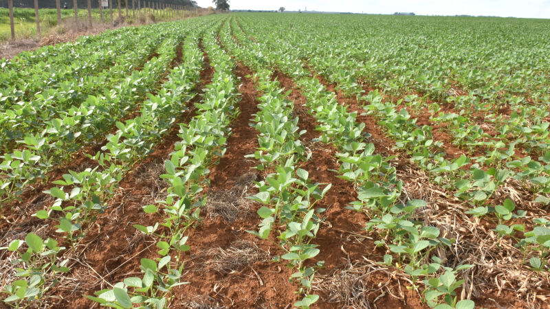  A área plantada com soja até o momento é de 4,2 milhões de hectares, aponta a Aprosoja-MS