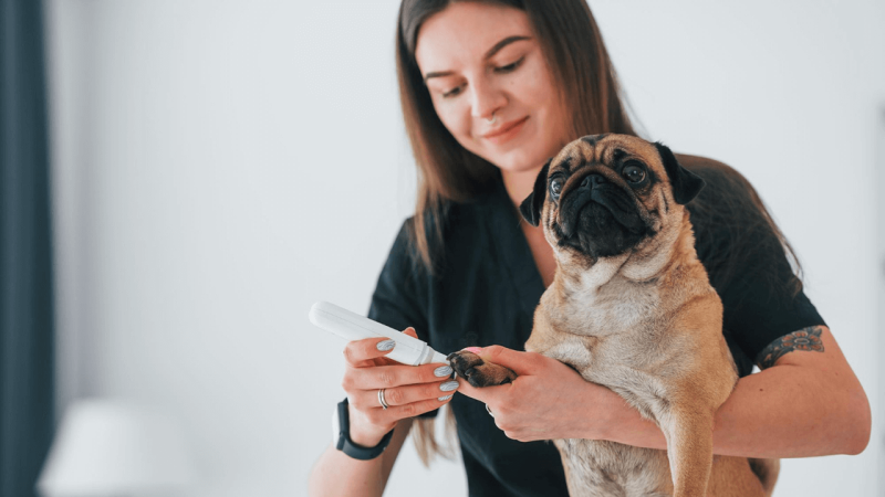 Pet B+: Diabetes: diagnóstico precoce e controle da doença garantem longevidade aos pets