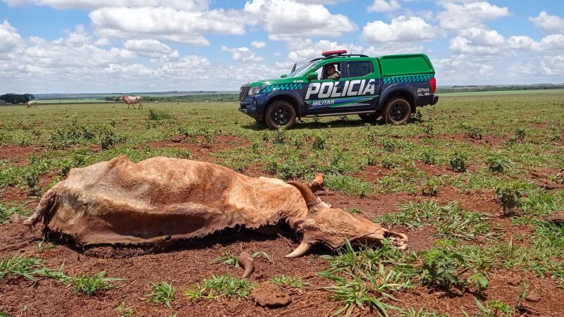 Policiais encontram animais mortos em uma fazenda de Dourados 