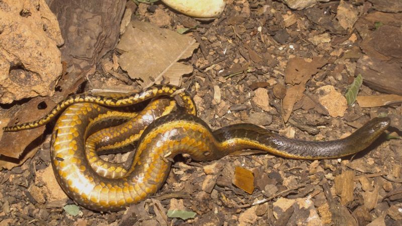 Espécie típica do Pantanal está ameaçada