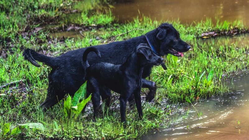 Pet B+: Conheça os benefícios de farejar para os cães