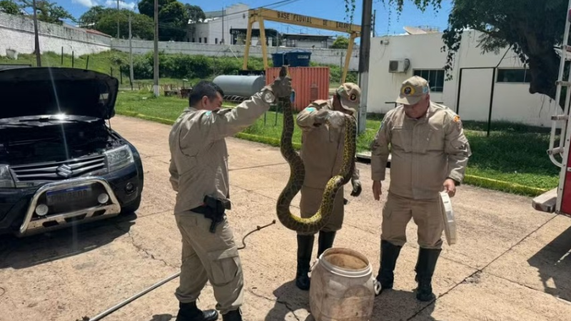 Sucuri de 3 metros é encontrada no motor de carro em MS