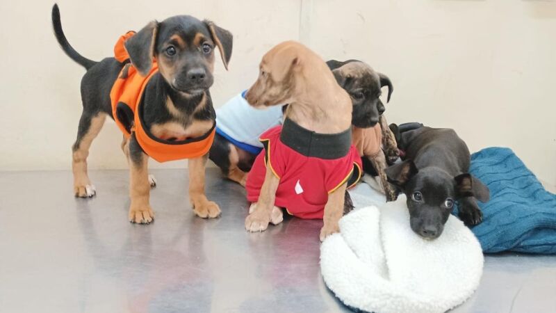 Cachorrinhos disponíveis para adoção