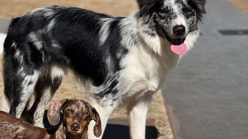 Iron, o Border Collie, e Bumbo, o Dachshund, do músico Alexandre Lacorte que sempre participa do Cãominhada 