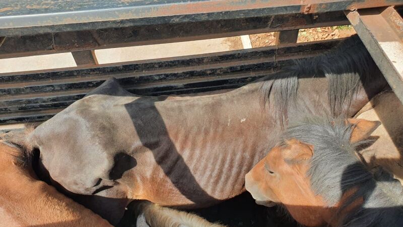 Mais de 70 cavalos são resgatados 'amontoados' em transporte irregular 