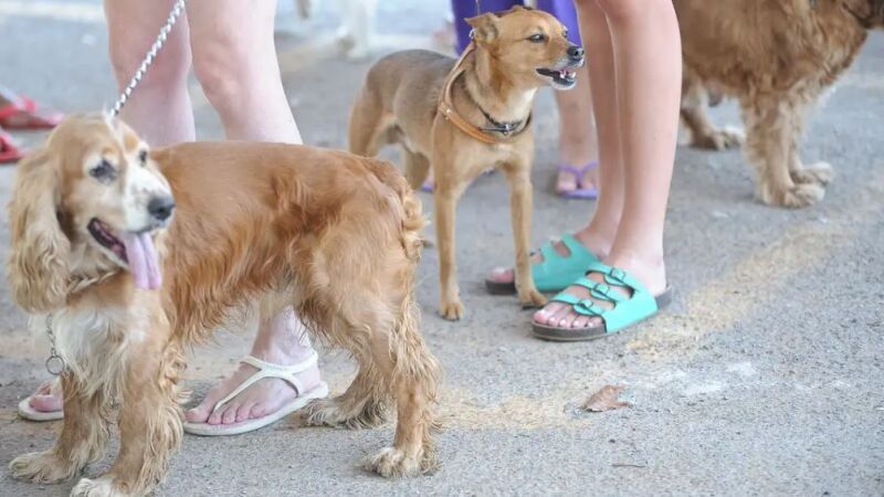 Animais domésticos terão direito a RG com cadastro nacional