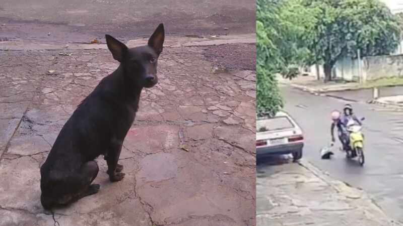 Dupla sequer estaciona o veículo para deixar o animal, simplesmente largando o cachorro do garupa da moto em movimento