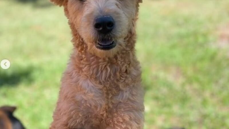 Cachorrinho disponível para adoção