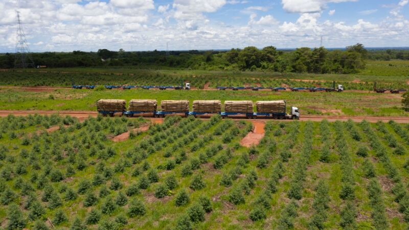 Suzano usa os chamados hexatrens, carretas, que possuem seis semirreboques acoplados e circulam apenas em estradas secundárias