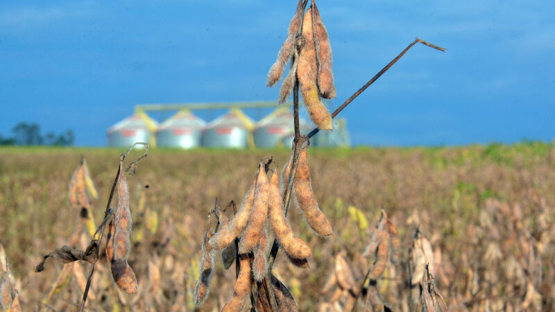 Sobre o Cerrado são despejados cerca de 600 milhões de litros de agrotóxico por ano, sendo que aproximadamente 63% dessas substâncias são voltadas para o cultiva da soja