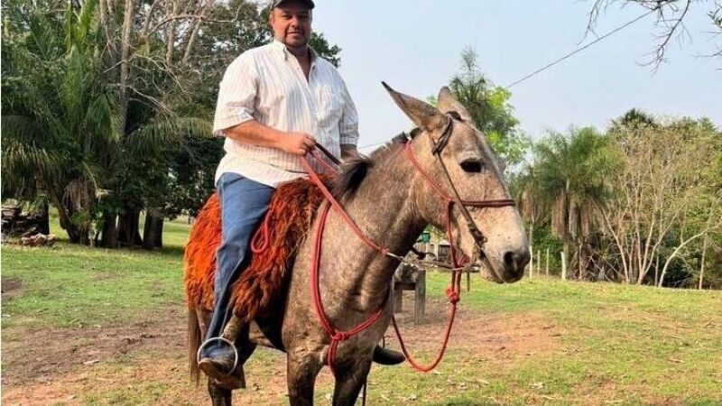 Na mesma cidade, 2° fazendeiro morre por picadas de abelha em MS